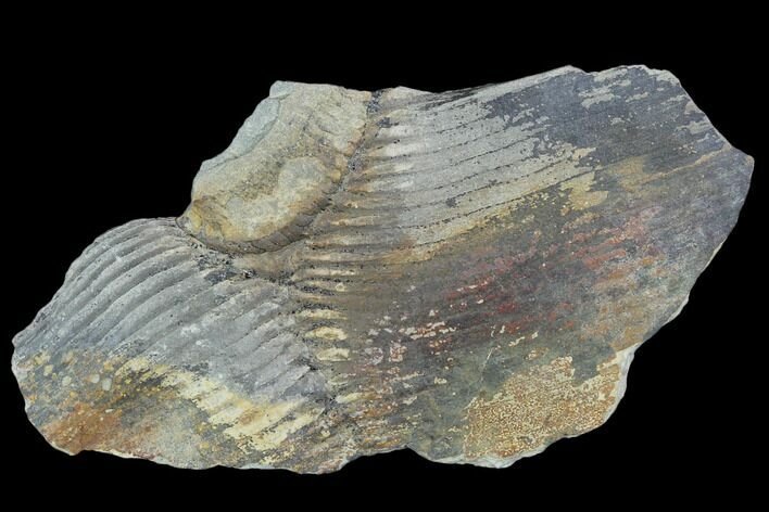 Pennsylvanian Fossil Horsetail (Calamites) - Kentucky #123534